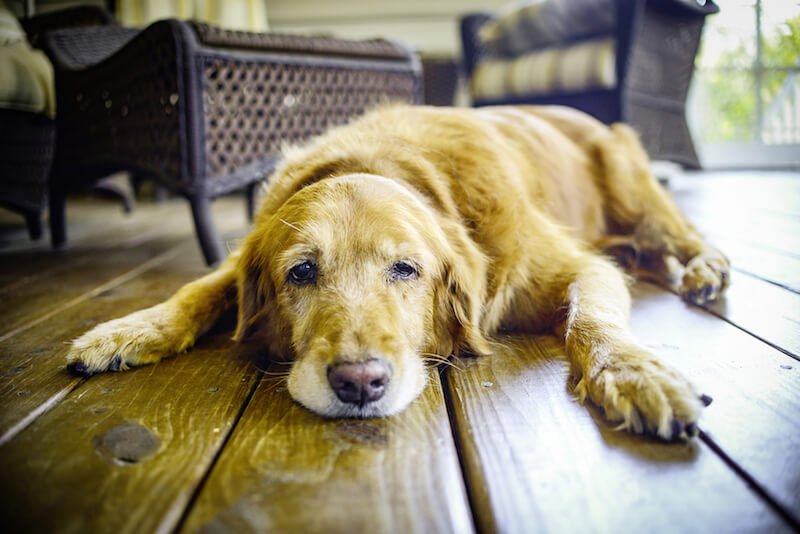 Mon chien boite : causes, signaux d'alerte et solutions naturelles