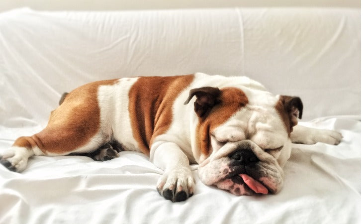 Mon chien change de position pour dormir toutes les heures : douleur ou habitude ?