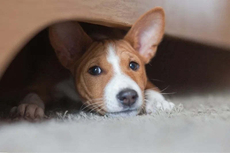 Collagène hydrolysé ou natif pour chien : lequel agit vraiment sur les articulations ?