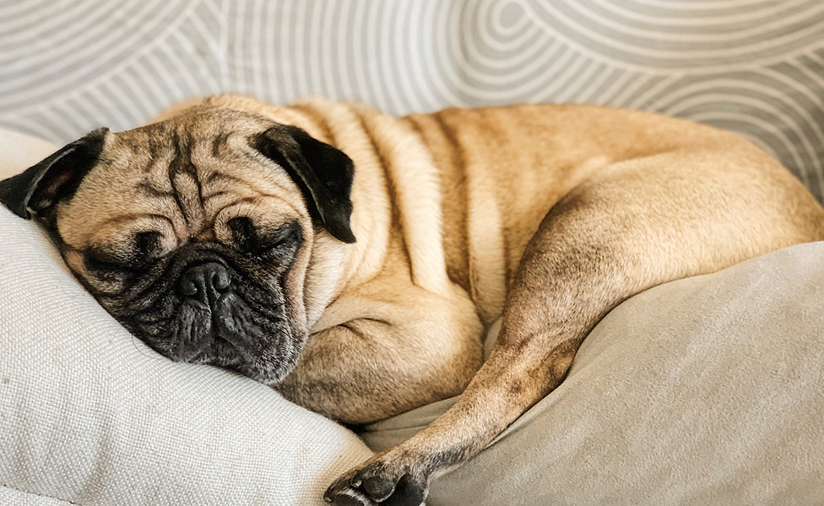 Mon chien dort beaucoup : vieillissement normal ou signe de douleur ?