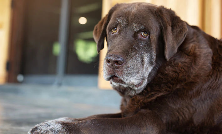 Déclin cognitif du chien senior : signes, causes et accompagnement naturel