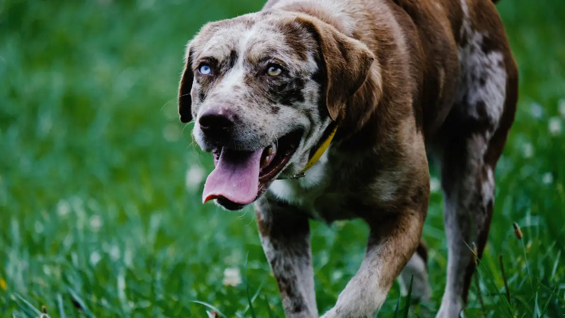 Mon chien souffre en marchant : les vraies causes et ce qui aide vraiment