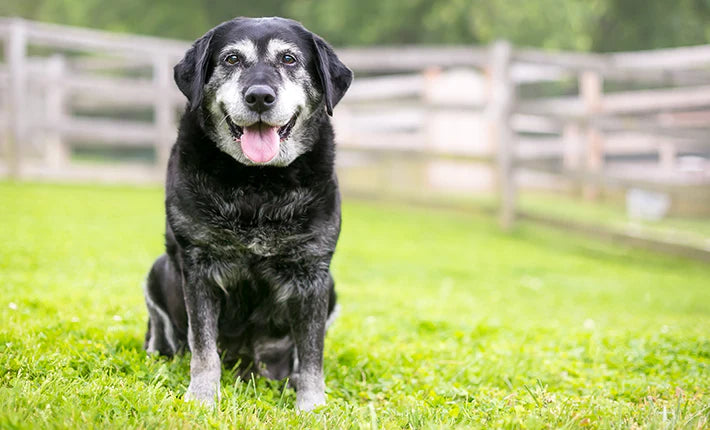 Mon chien senior reprend l’activité au printemps : comment éviter la blessure