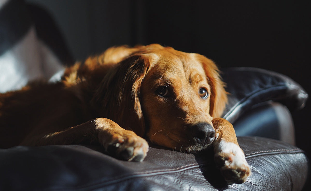 Mon chien a du mal à s'asseoir : ce que ça signifie et quoi faire