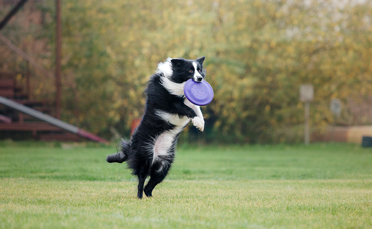 Chien actif et sportif : prévenir les problèmes articulaires avant qu'ils arrivent