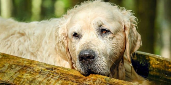 Mon chien vieillit trop vite : la routine complète pour ralentir le déclin