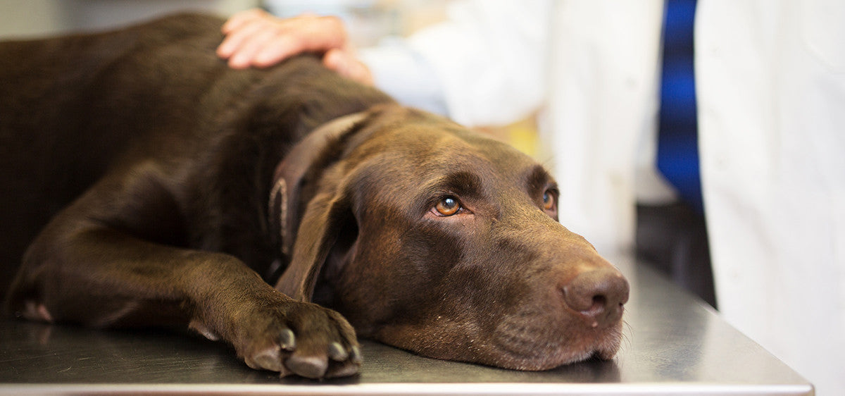 Mon chien souffre mais il a besoin de bouger : quels exercices sont vraiment sûrs ?