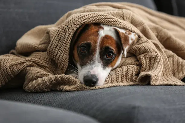 7 signes que ton chien a besoin de collagène (et que tu ignores peut-être)