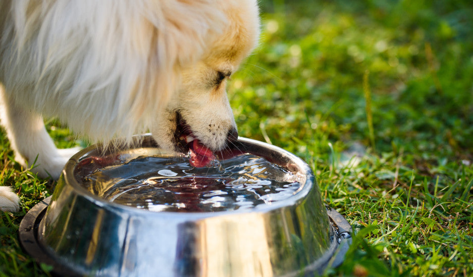 Collagène liquide ou comprimés pour chien : lequel absorbe vraiment ?