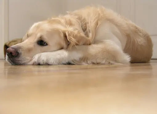 Mon chien a mal aux articulations : comment soulager sa douleur naturellement ?