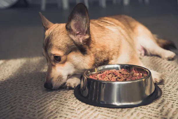 Digestion du chien senior : le lien méconnu avec la santé articulaire