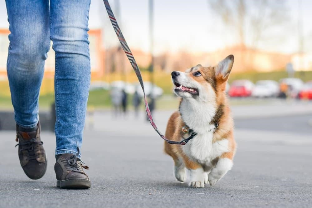 Mon chien souffre pendant la balade : 8 signaux discrets que l'on rate trop souvent