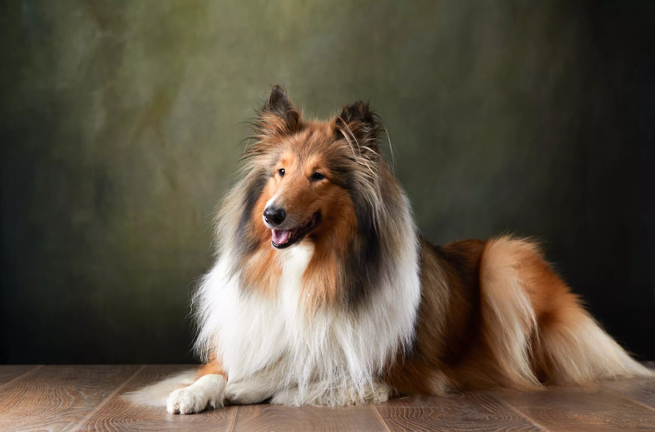 Collagène et pelage du chien : ce que ton chien te dit avec son poil