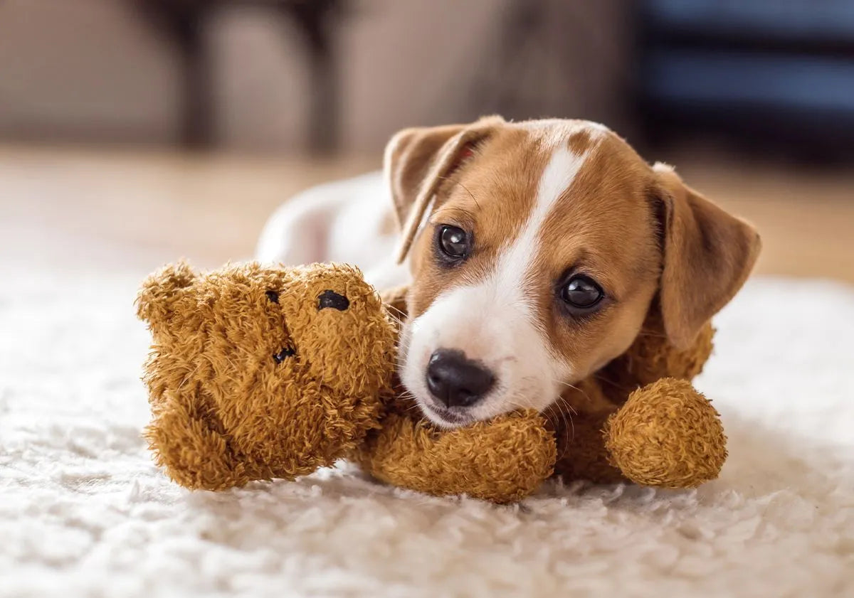 À quel âge commencer le collagène pour son chien : la question que personne ne pose assez tôt