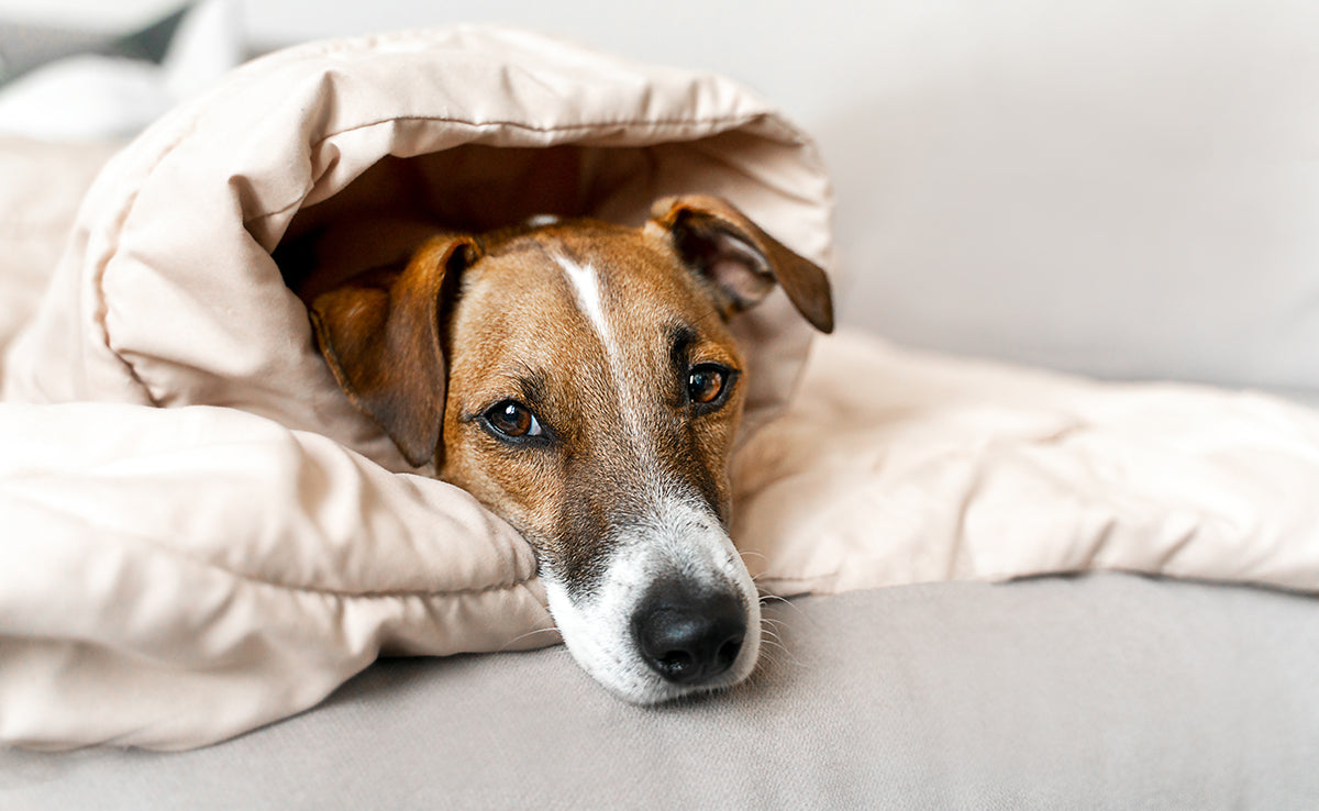 Chien senior et froid : pourquoi l'hiver aggrave ses douleurs articulaires