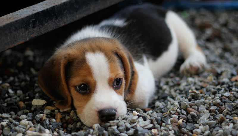 Mon chiot grande race grandit trop vite : comment protéger ses articulations dès le départ