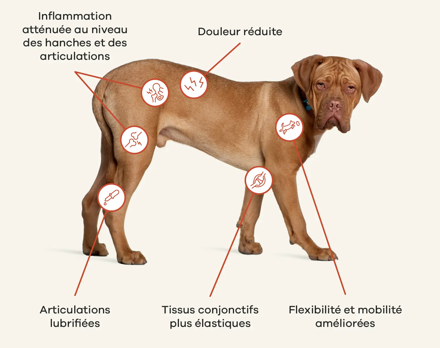 Complément articulaire chien : lequel choisir vraiment et pourquoi ça change tout