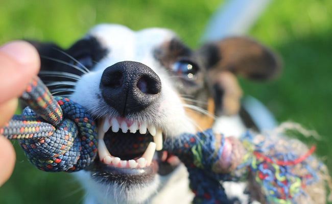 Collagène et santé dentaire du chien : ce que peu de propriétaires savent