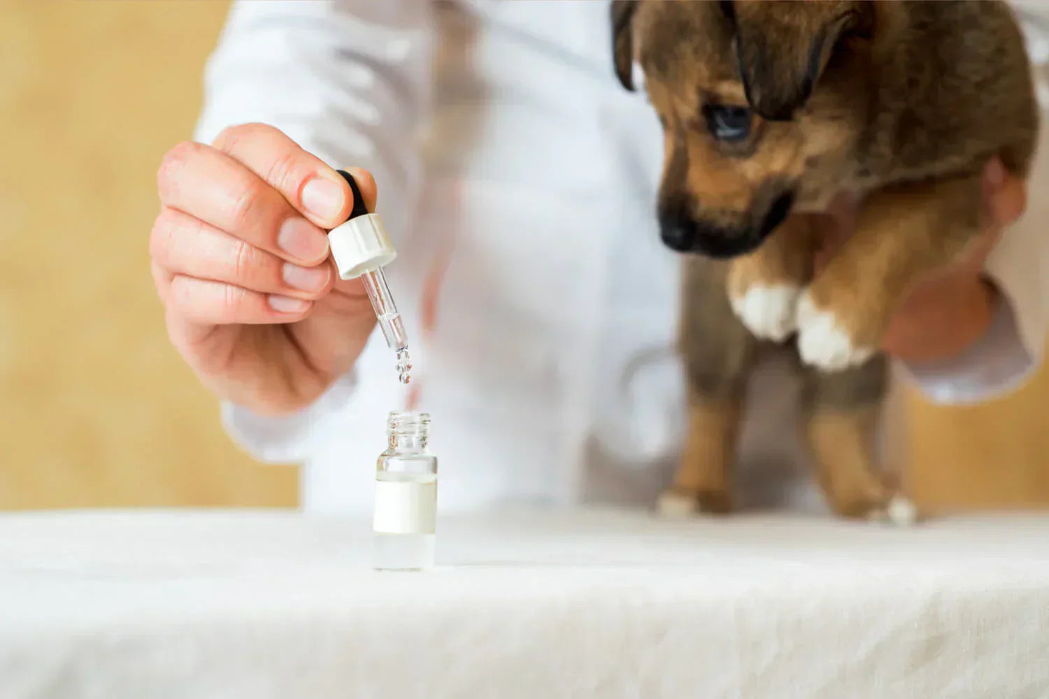 Dosage et protocole collagène pour chien : le guide pratique complet