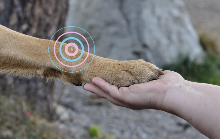Complément alimentaire articulation pour chien : comment faire le bon choix sans se perdre