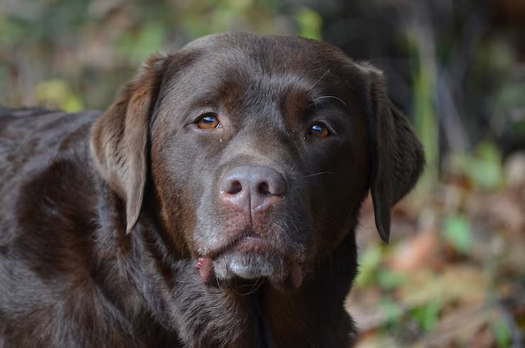 8 semaines de collagène pour mon chien : ce que j'ai vraiment observé (et ce que je n'attendais pas)