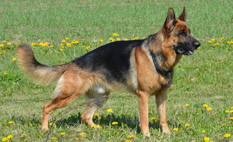 Mon Berger Allemand souffre des hanches : ce que tout propriétaire devrait savoir