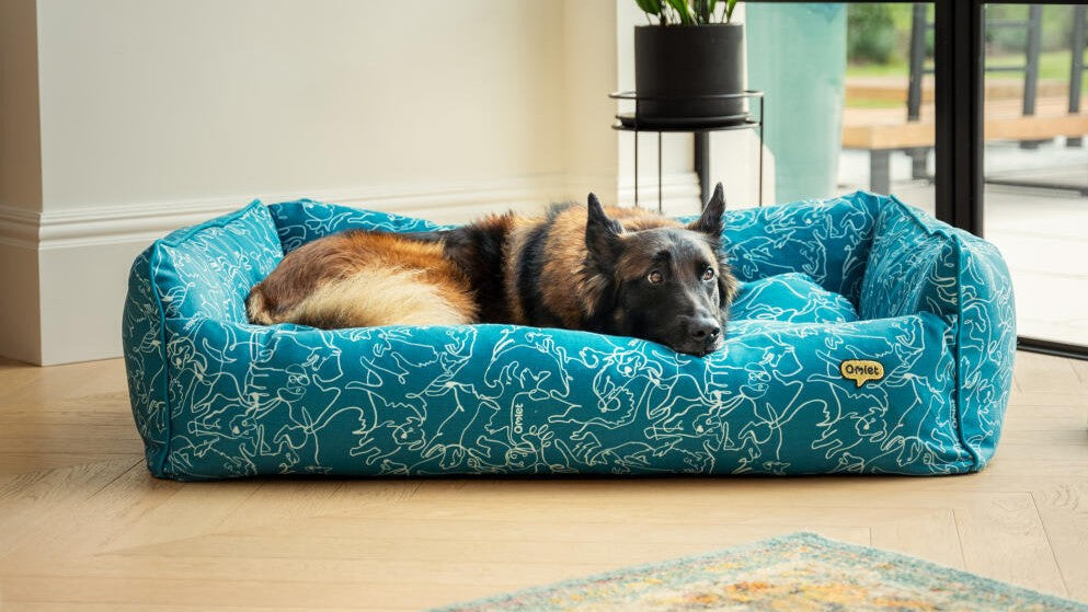 Collagène liquide pour chien : avis objectif et critères pour bien choisir