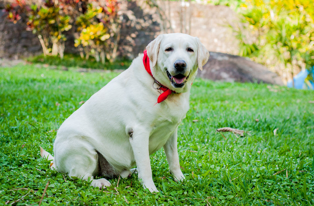 Mon Labrador grossit et boite : le lien que personne ne vous explique vraiment