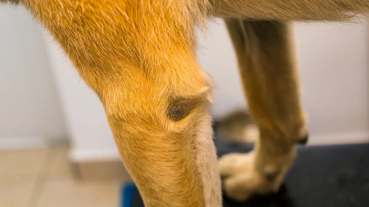 Arthrose du coude chez le chien : signes, causes et prise en charge naturelle