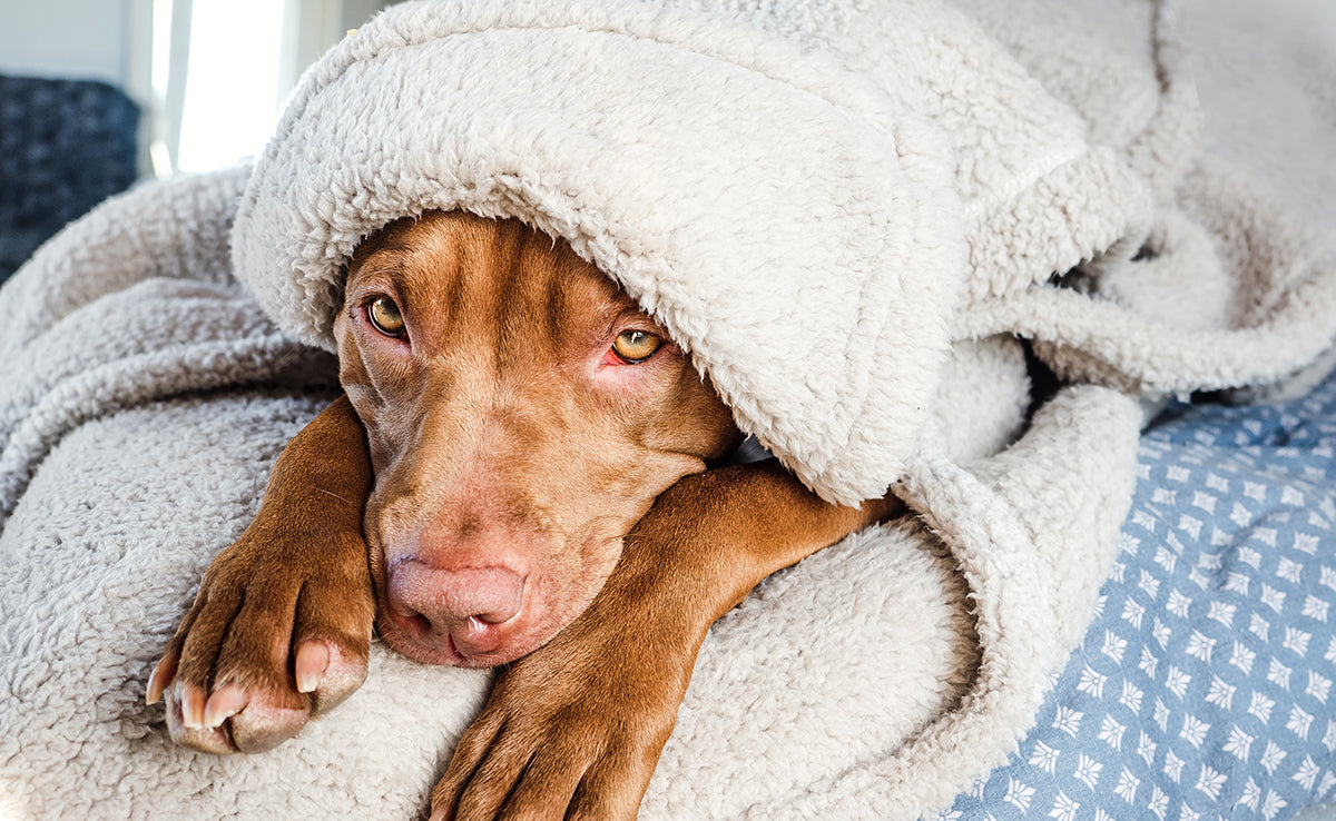 Stress chronique et inflammation chez le chien : comprendre le lien et agir