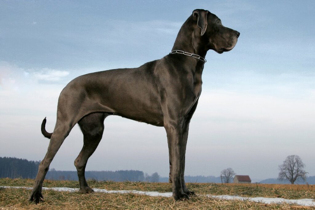 Mon chien est une grande race : à quel moment ses articulations commencent vraiment à s'user ?