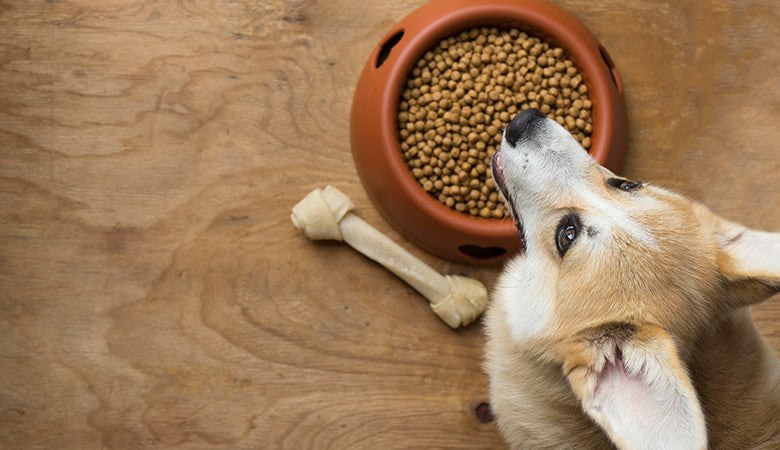 Mon chien refuse de manger son complément : comment lui donner sans combat
