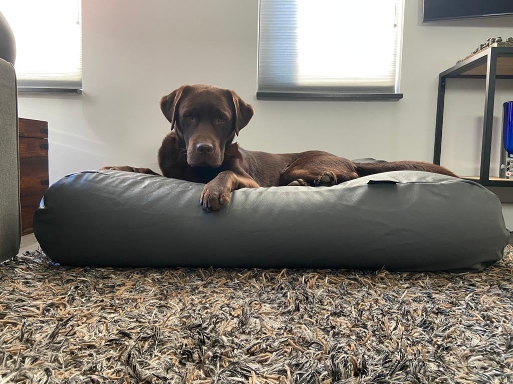 Comment renforcer un chien faible naturellement : ce que tu peux faire dès maintenant