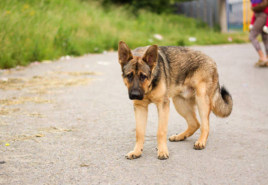 Arthrose du chien : chaud ou froid, lequel soulage vraiment ?