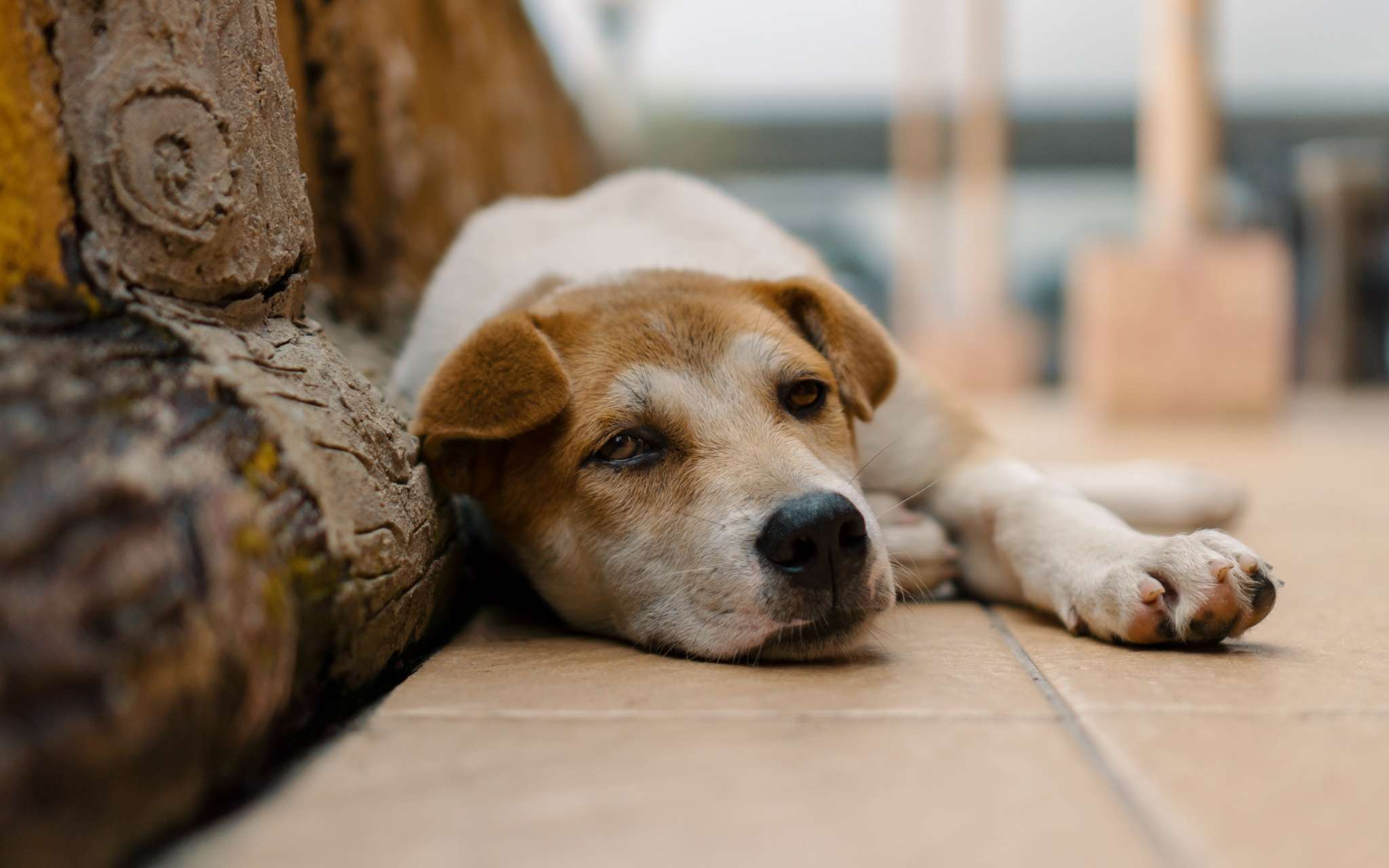 Le poil de mon chien terne et sa peau qui pèle : et si c'était un manque de collagène ?