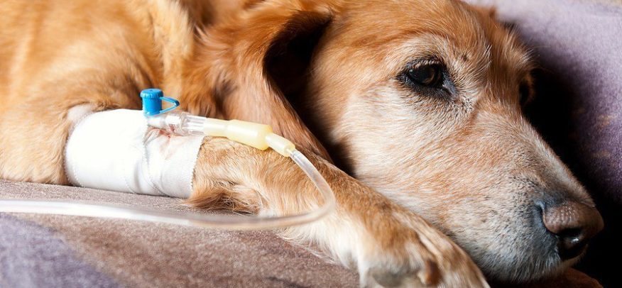 Mon chien a des problèmes de reins ou de foie : peut-il quand même prendre du collagène ?