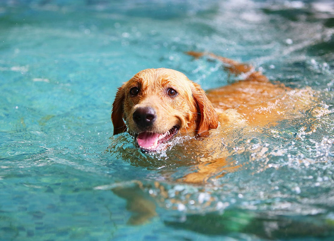 Mon chien senior et la natation : le meilleur exercice pour ses articulations ?