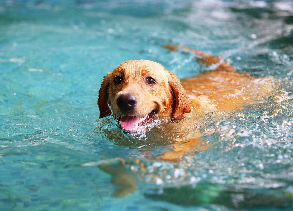 Mon chien senior et la natation : le meilleur exercice pour ses articulations ?
