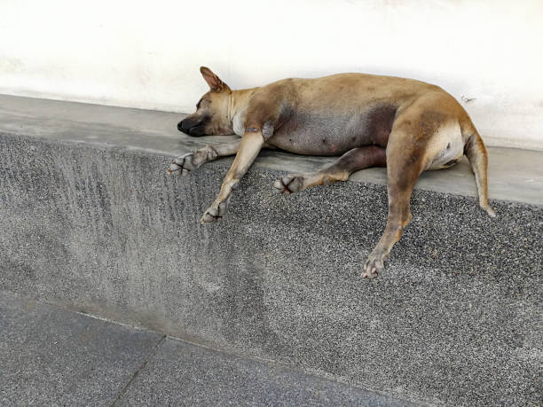 Mon chien souffre des articulations : signes, causes et ce qui aide vraiment