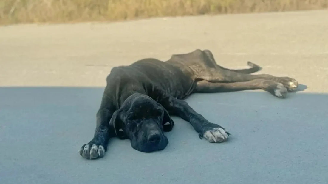 Mon chien est faible et sans tonus : fatigue, douleur ou vieillissement ?
