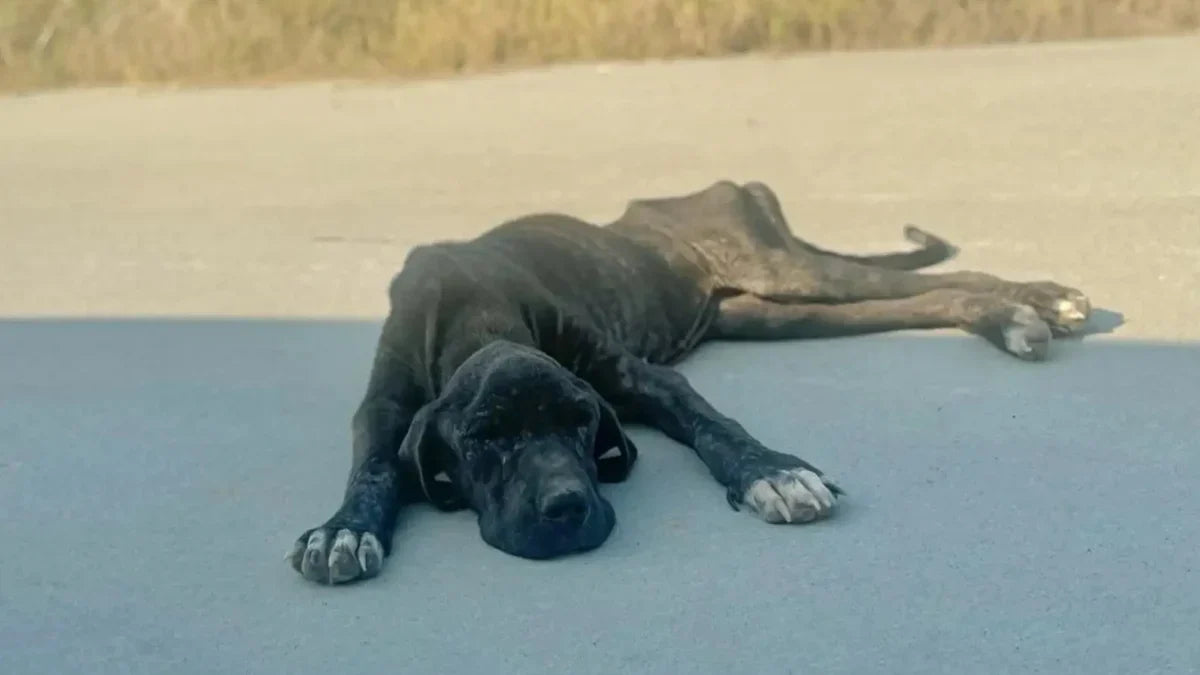 Mon chien souffre plus en été : chaleur, inflammation et articulations