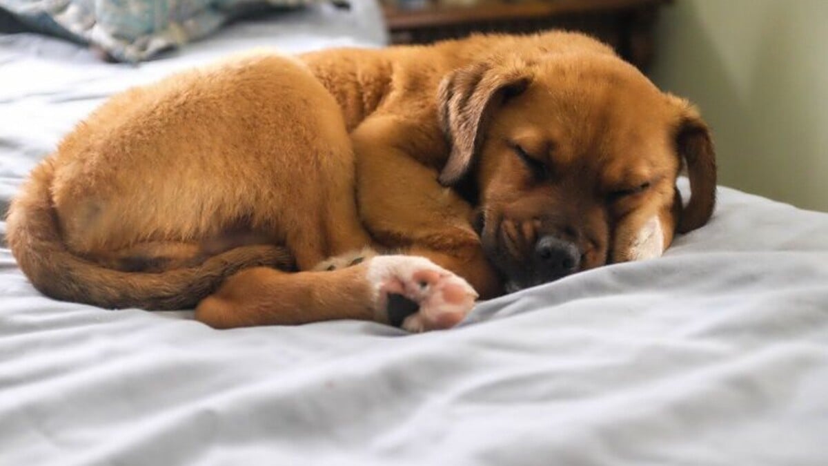 Chien senior et qualité du sommeil : le lien avec la douleur et la récupération