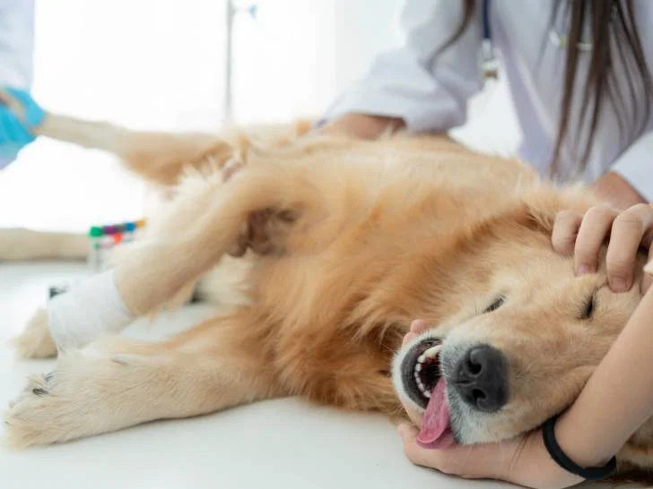 Collagène pour chien avis : ce que les propriétaires observent vraiment après 30 jours