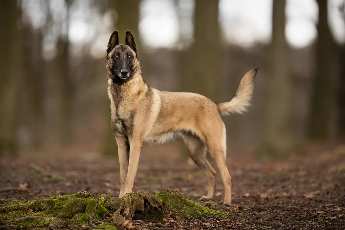 Mon Malinois s'use trop vite : la prévention articulaire du chien de travail et de sport