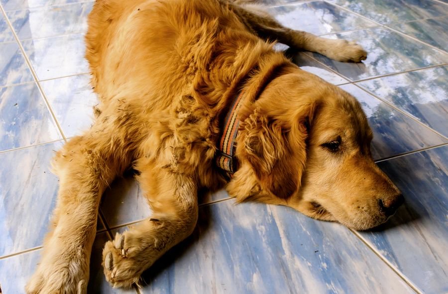 Mon chien perd du muscle : pourquoi et comment inverser le déclin musculaire