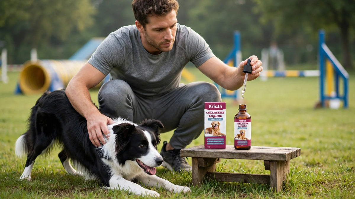 Échauffement du chien sportif : la routine qui protège ses articulations