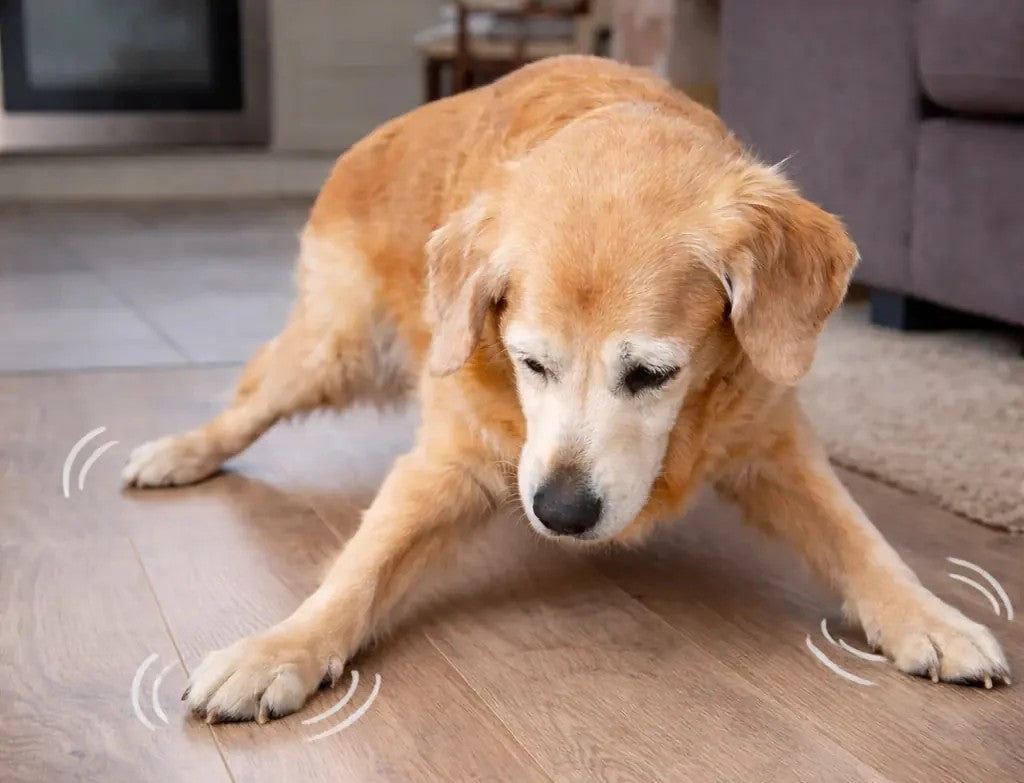 Mon chien tombe ou glisse de plus en plus souvent : ce que ça révèle sur ses articulations