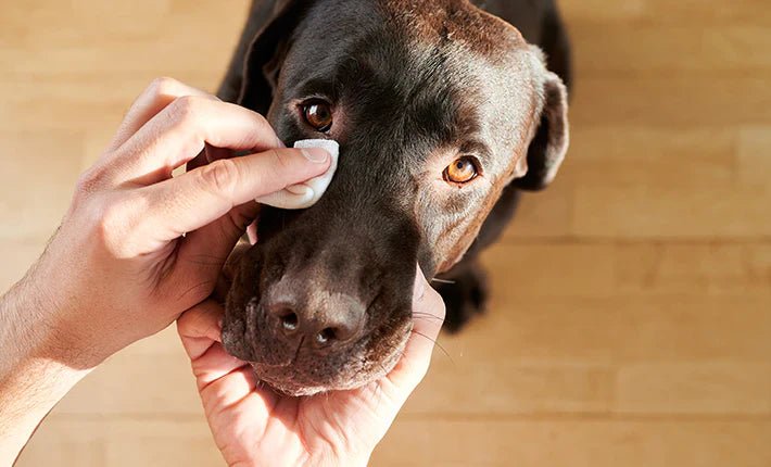 Mon chien ne boit pas assez : ce que la déshydratation fait vraiment à ses articulations