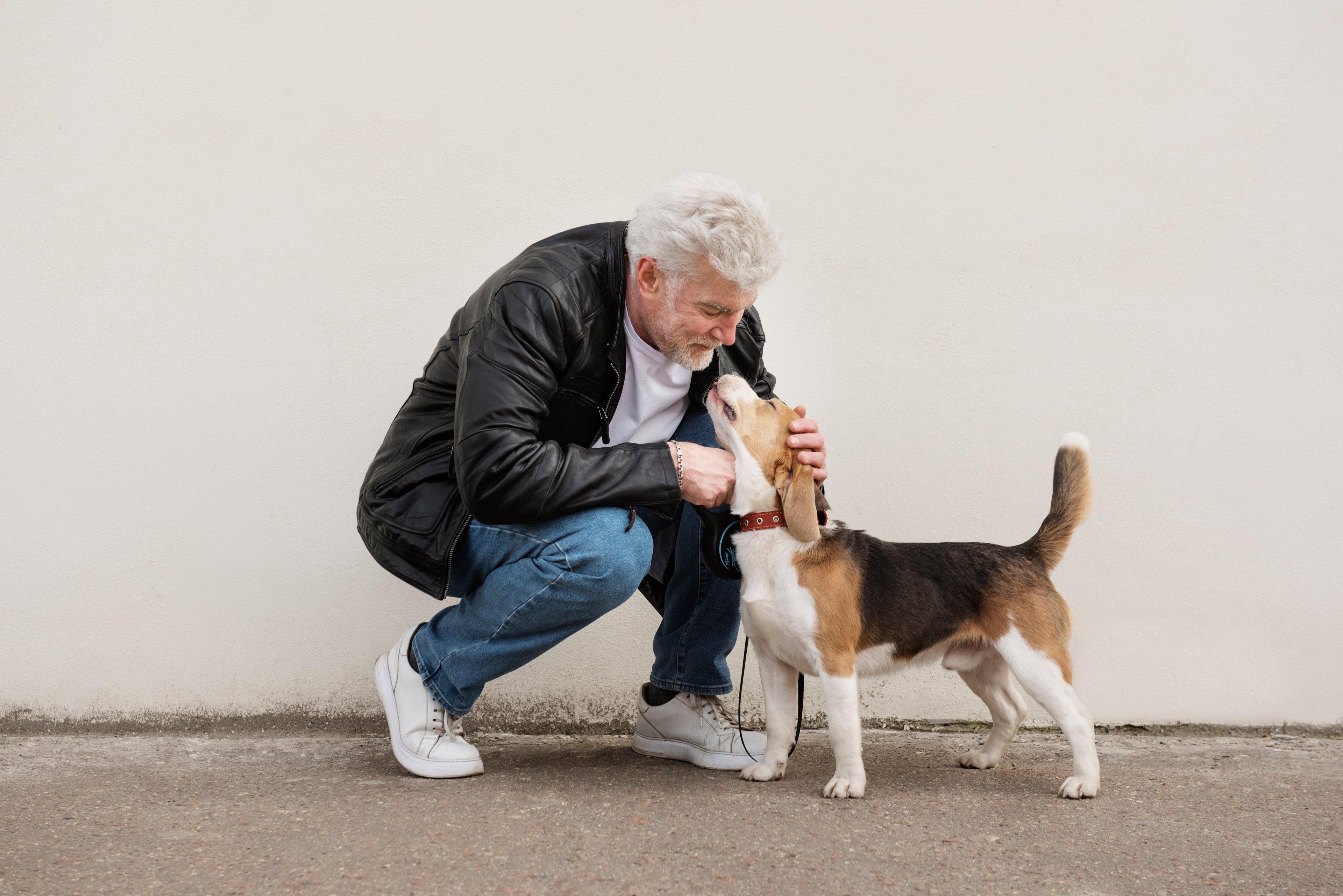 Pourquoi mon chien ne monte plus les escaliers : les vraies raisons et ce que vous pouvez faire