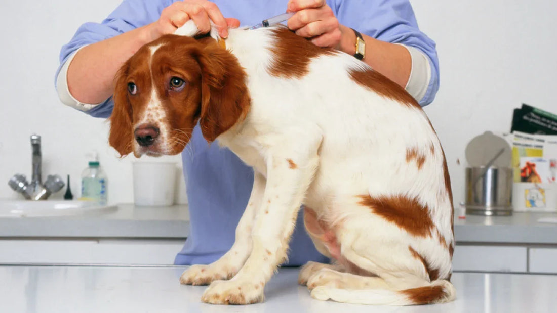 Mon chien a peur du vétérinaire : et si c'était la douleur qui parlait ?